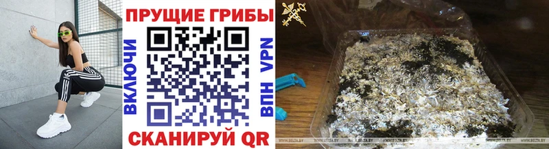 hydra ССЫЛКА  закладка  Дно  Псилоцибиновые грибы MAGIC MUSHROOMS 